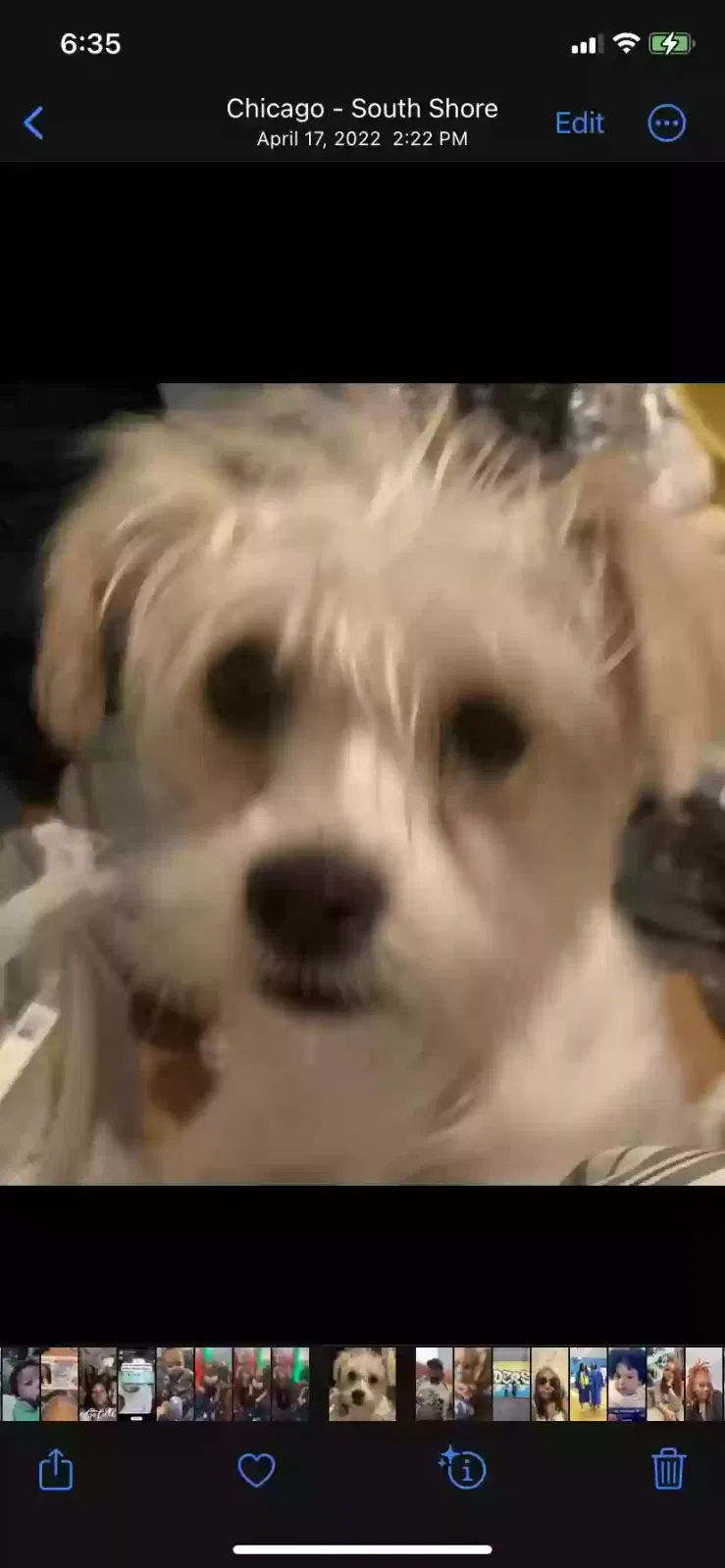 Lost dog in Spring, TX, 77388