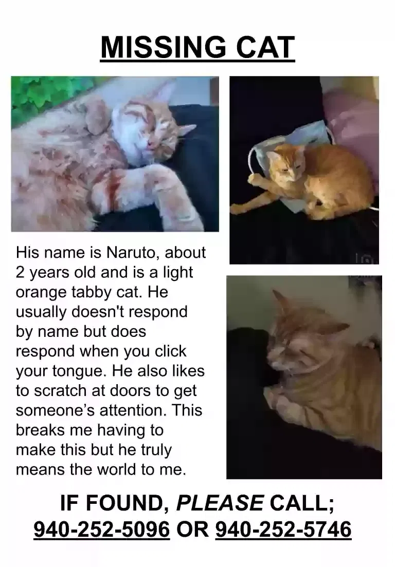 Lost cat in Little Elm, TX, 75068