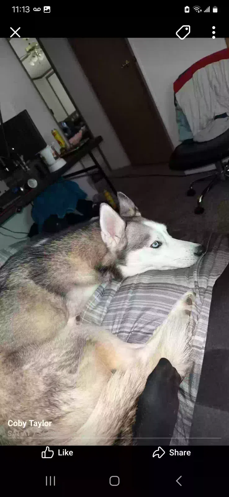 Lost dog in Wichita, KS, 67213