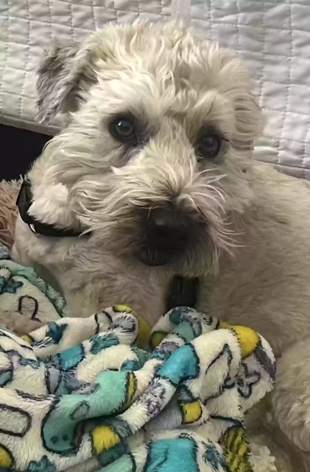 Lost dog in Matthews, NC, 28104