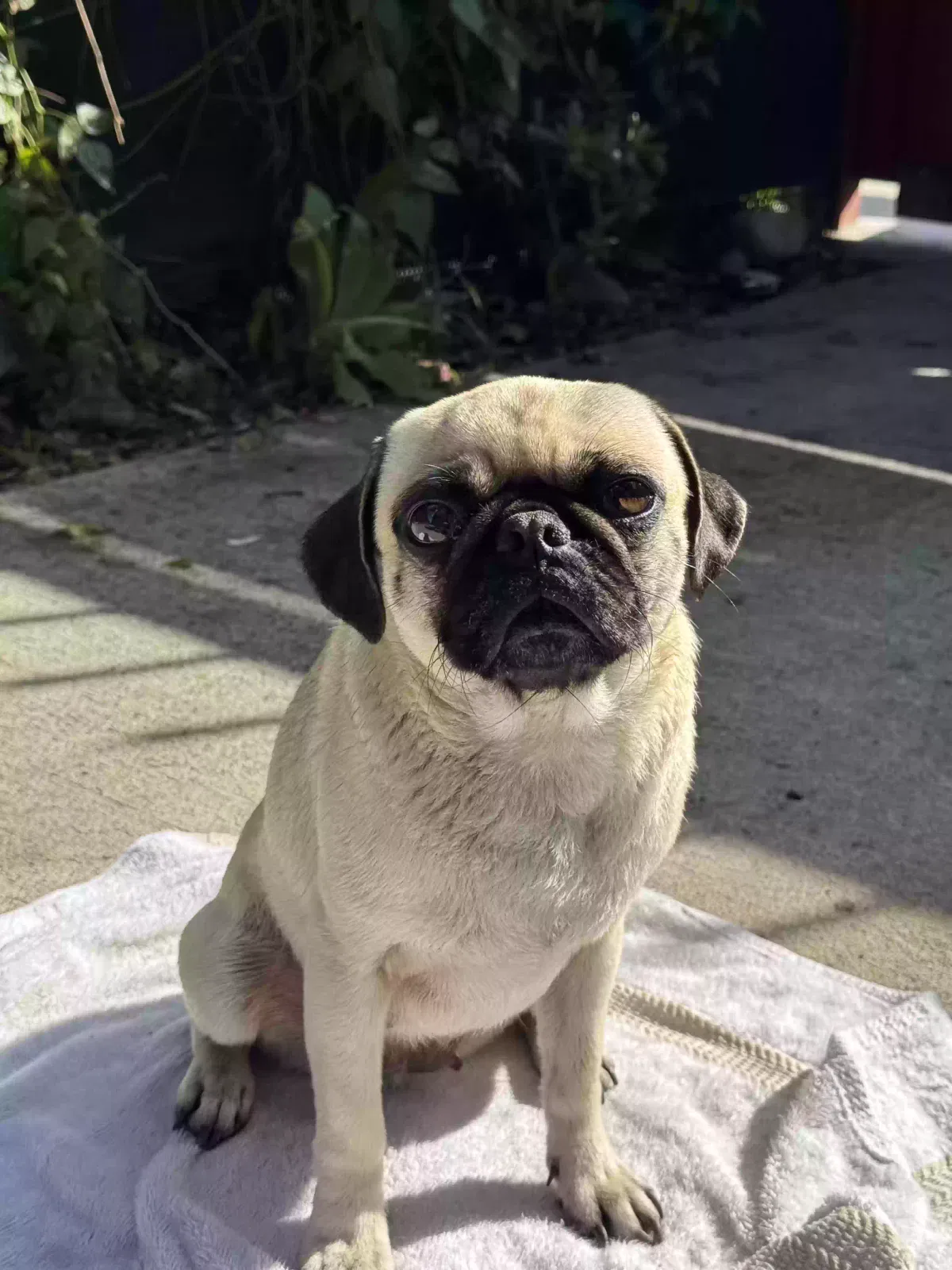 Lost dog in Los Angeles, CA, 90002