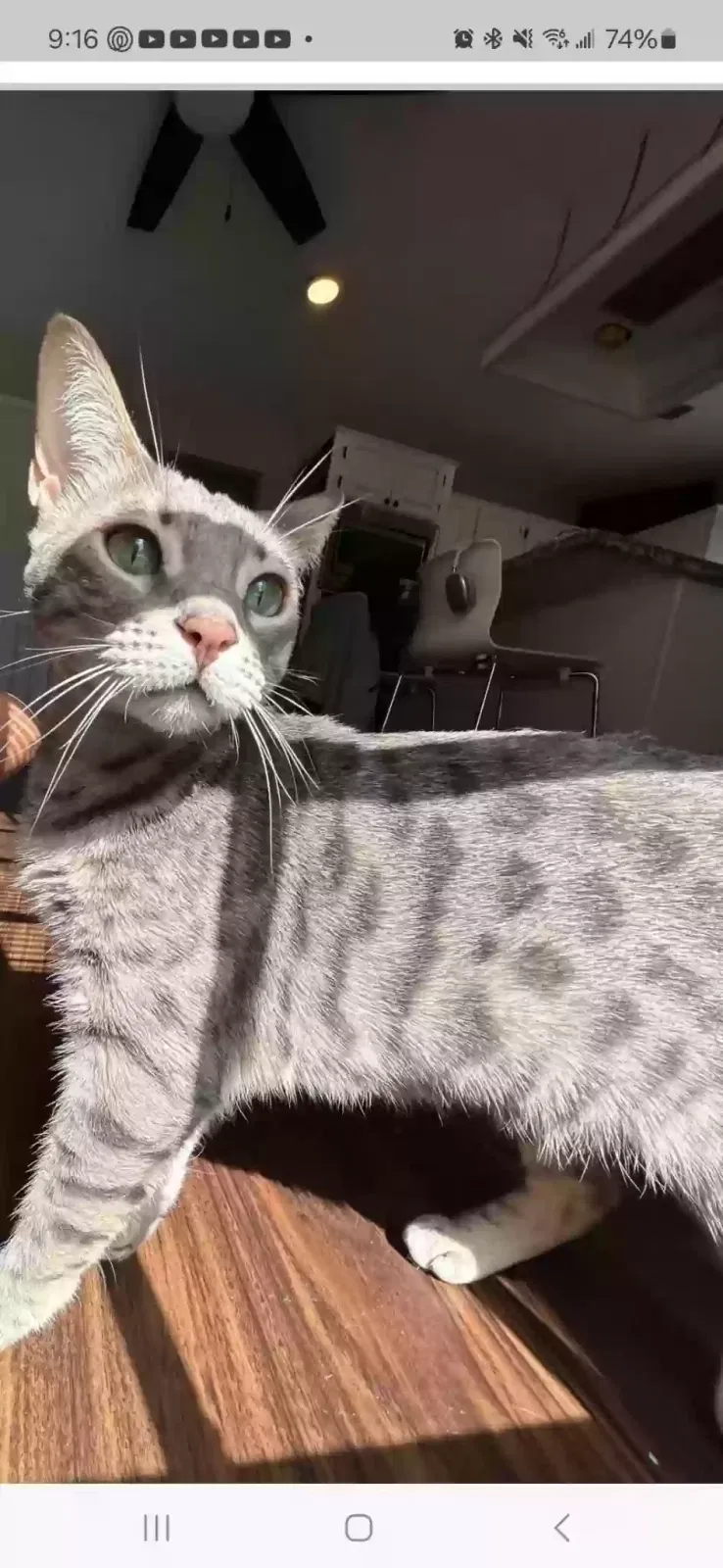 Lost cat in Houston, TX, 77084