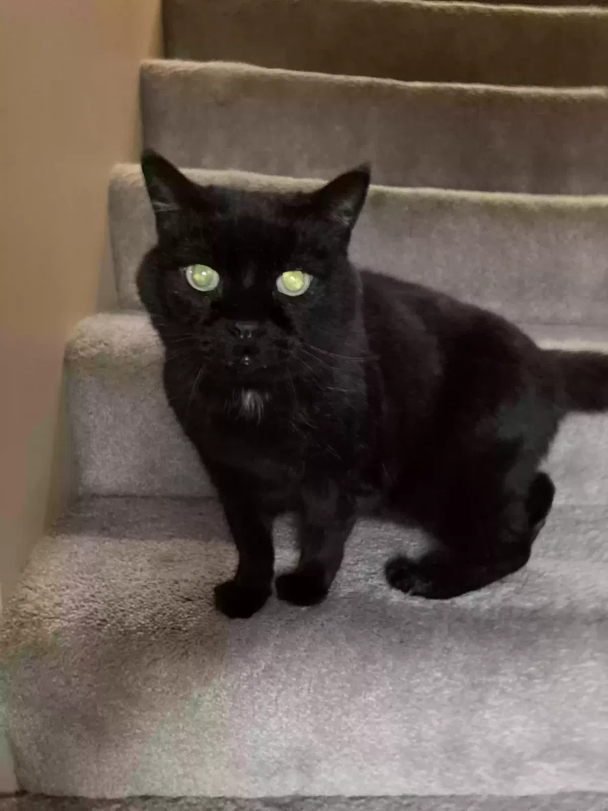 Lost cat in Lincoln, NE, 68516