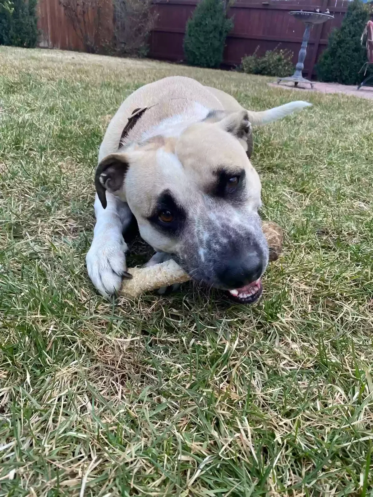 Lost dog in Sunnyside, WA, 98944