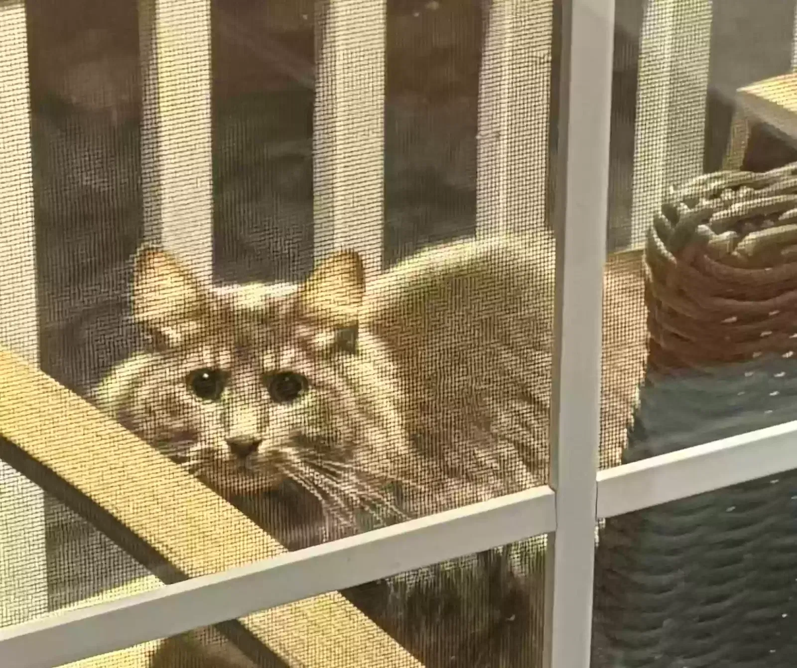 Lost cat in Amherst, NH, 3031