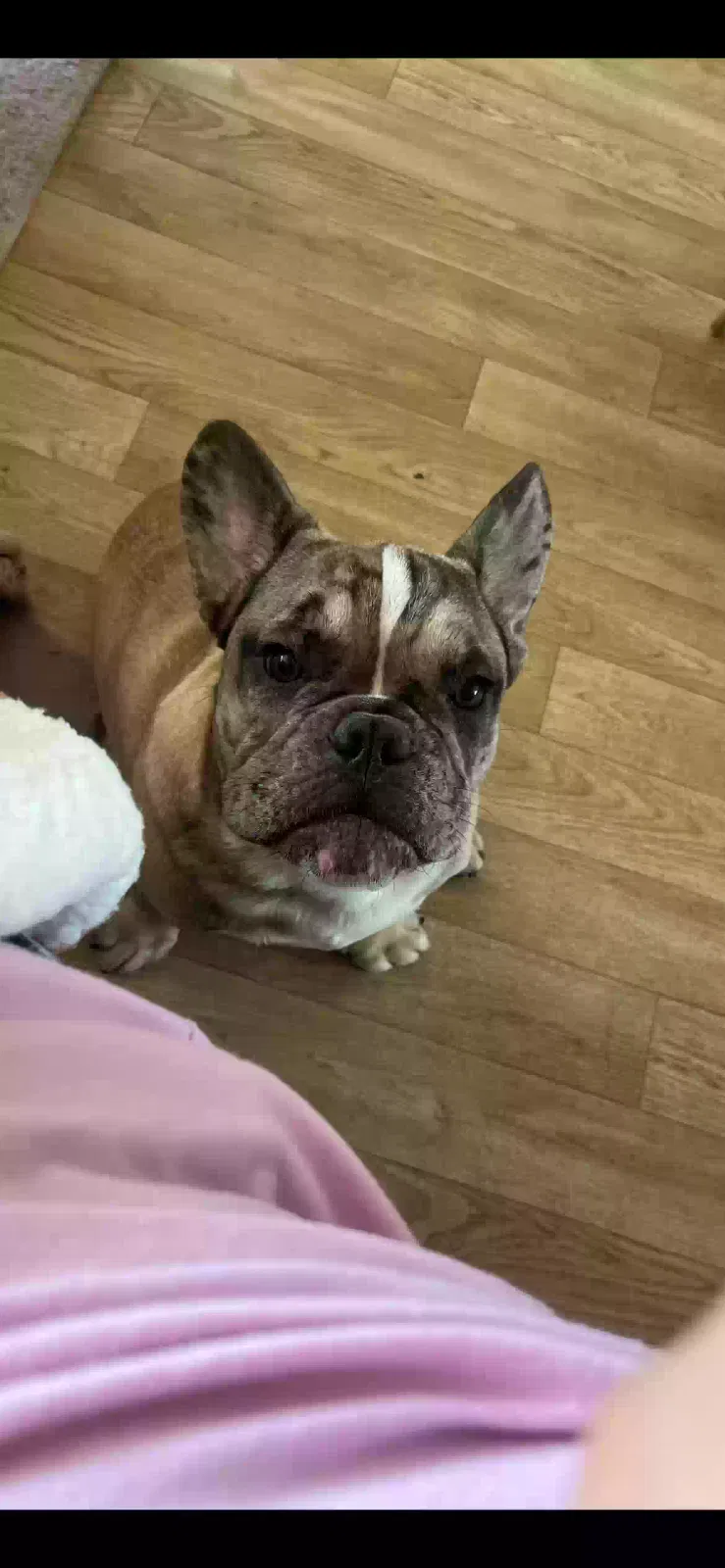 Lost dog in Las Cruces, NM, 88012