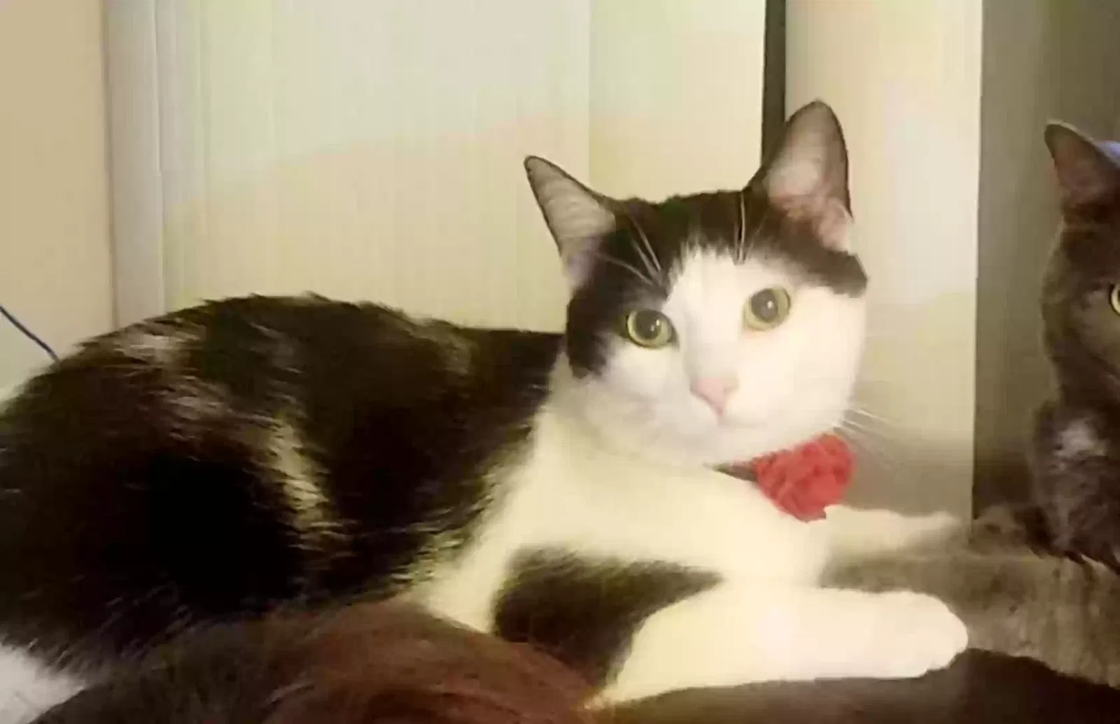 Lost cat in Madison, TN, 37115