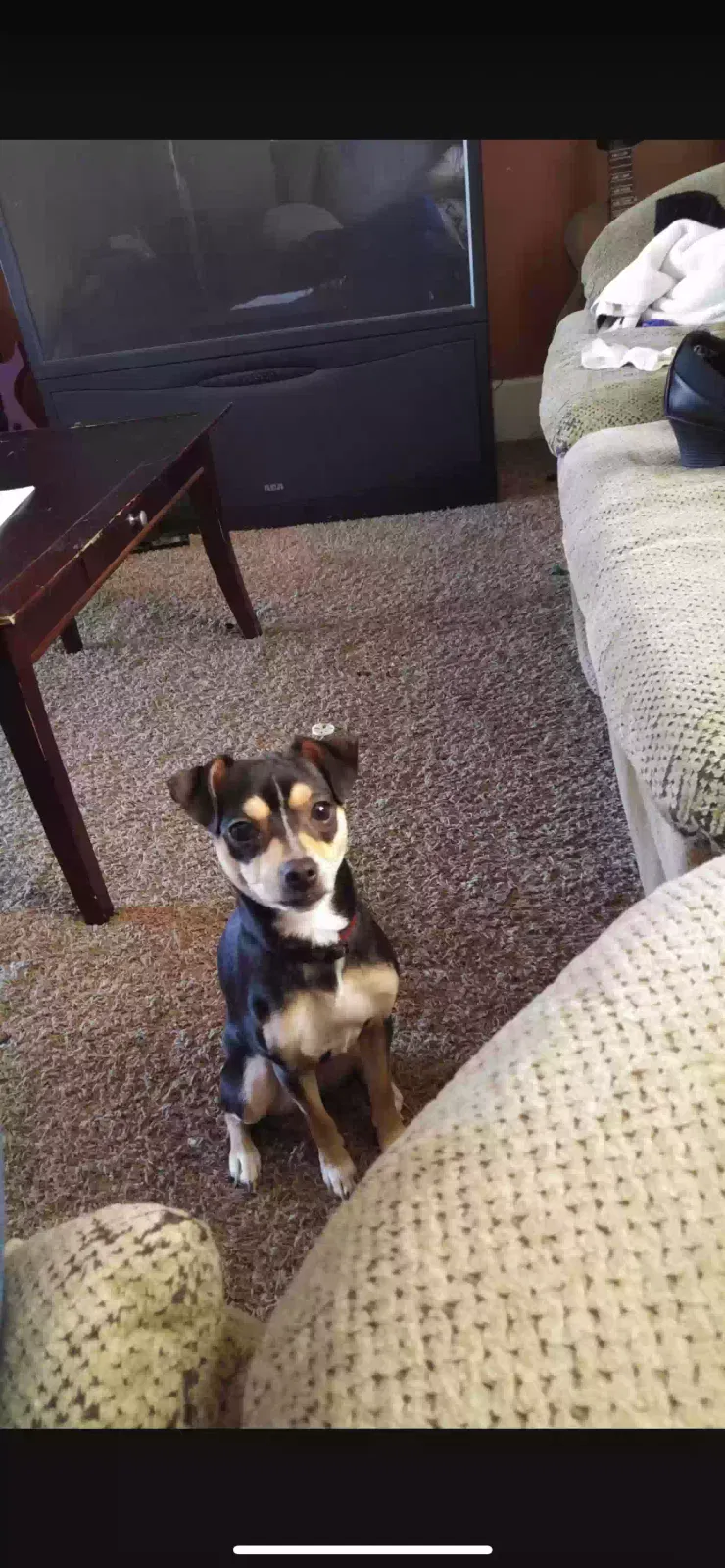 Lost dog in Erie, PA, 16508