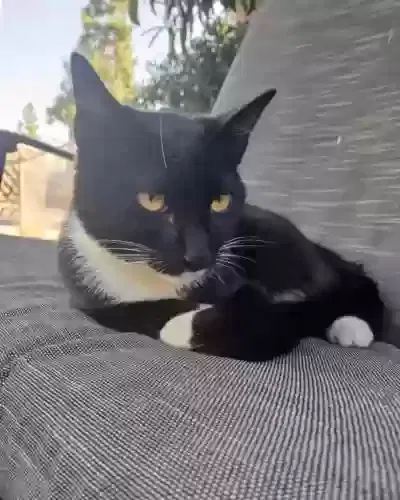 Lost cat in Santa Ana, CA, 92703