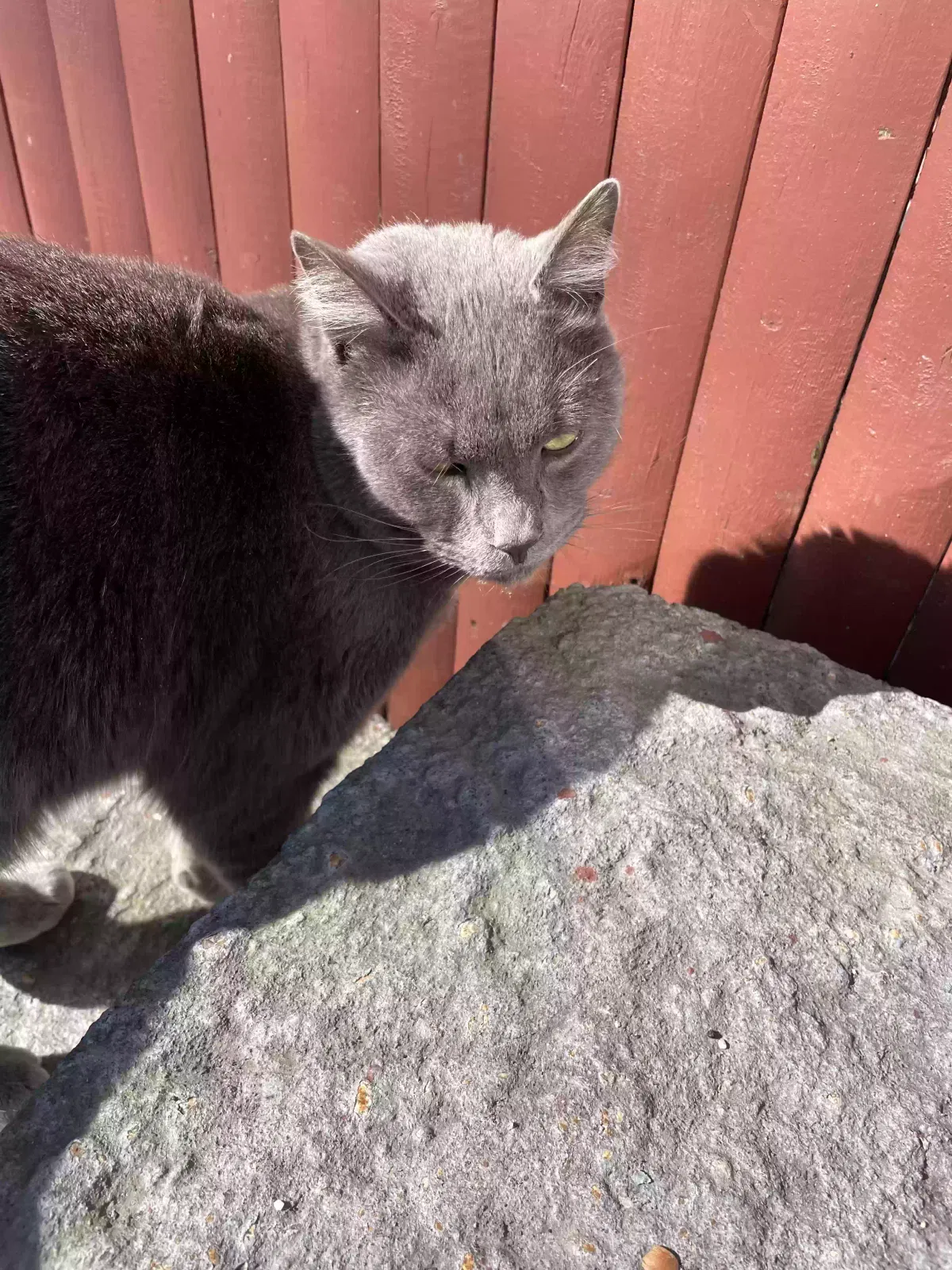 Found Cat