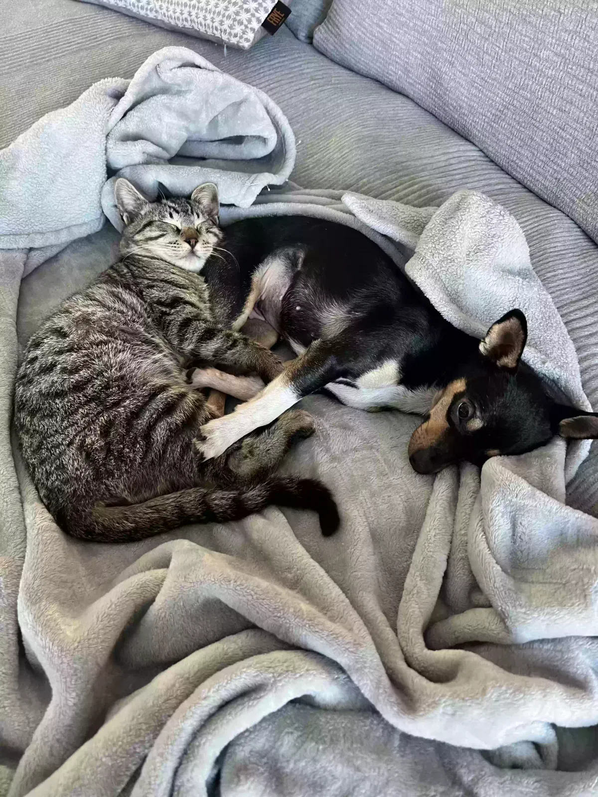 Lost cat in Fort Worth, TX, 76108