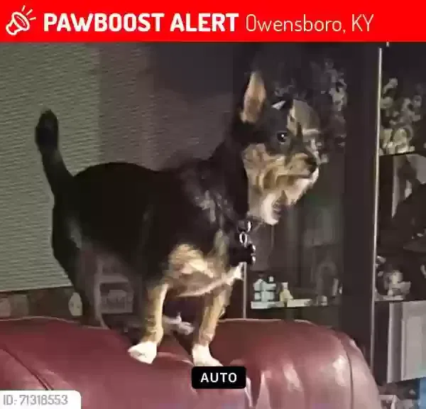 Lost dog in Owensboro, KY, 42303