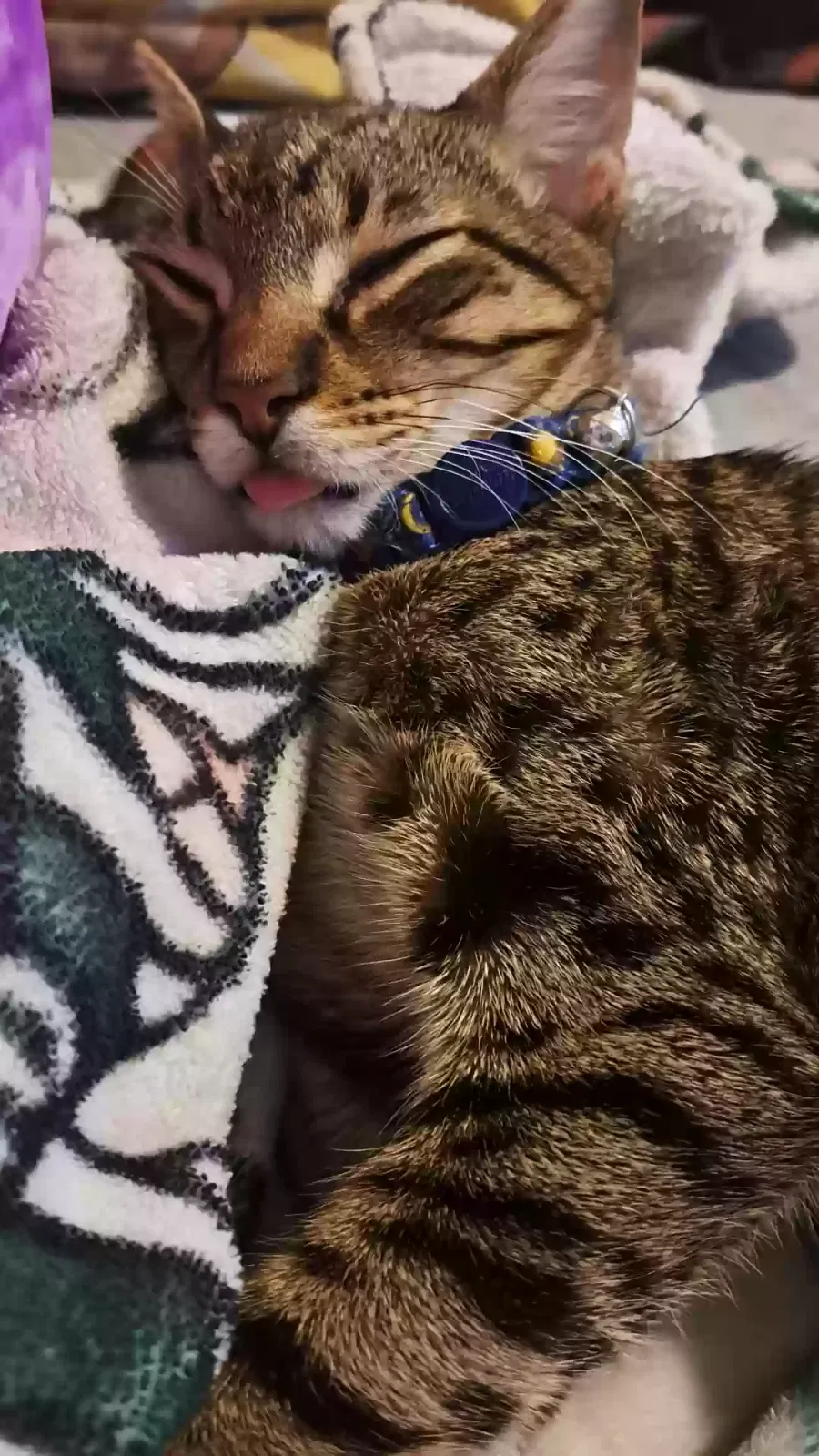 Lost cat in San Antonio, TX, 78254