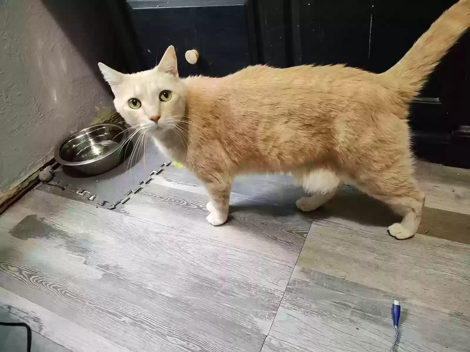 Lost cat in Orlando, FL, 32825