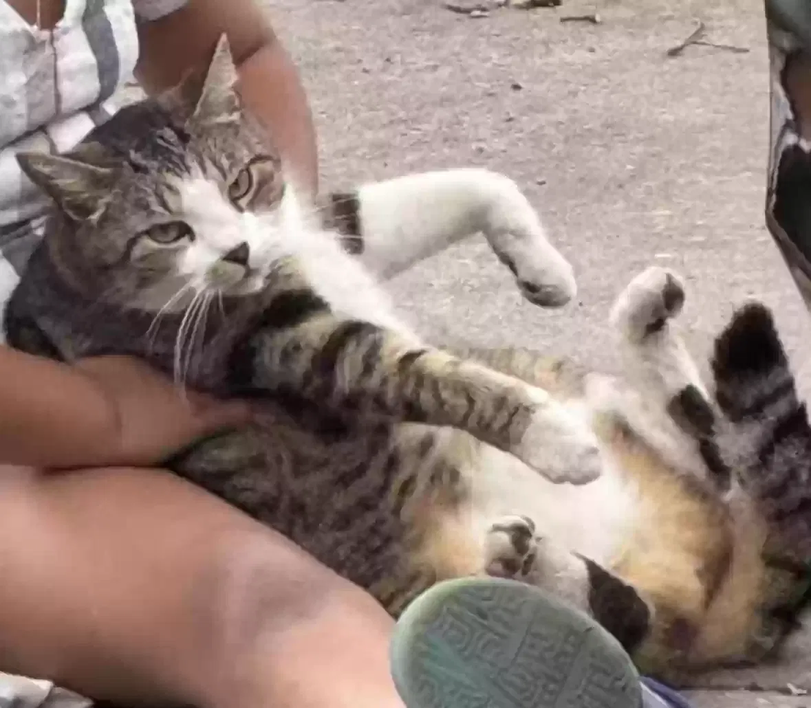 Lost cat in Ocala, FL, 34479