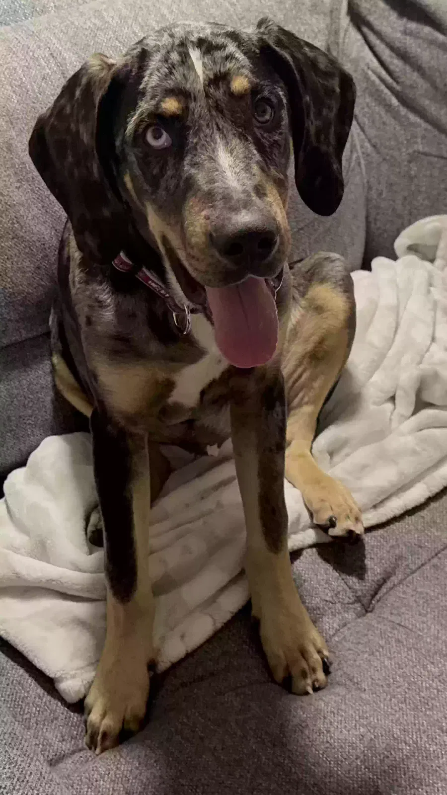 Lost dog in Houston, TX, 77069