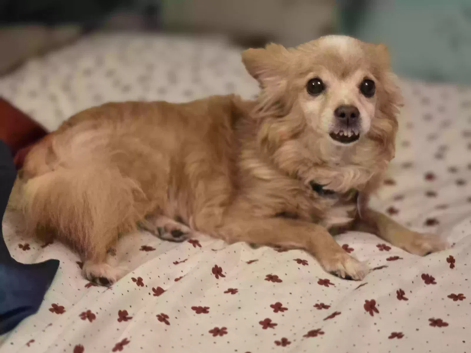 Lost dog in Owatonna, MN, 55060