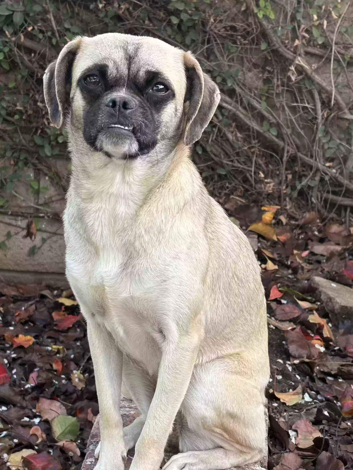 Lost dog in Riverside, CA, 92509