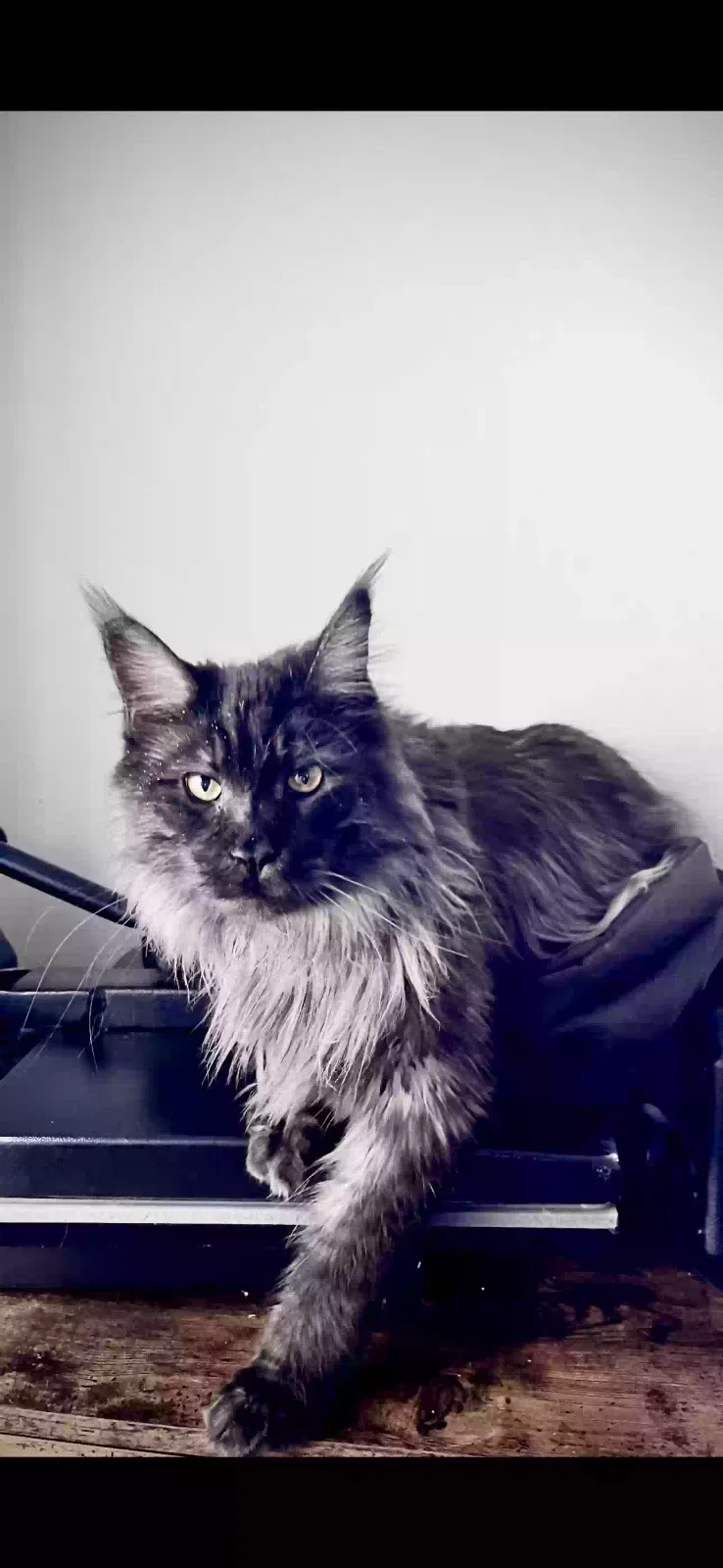 Lost cat in Orlando, FL, 32812