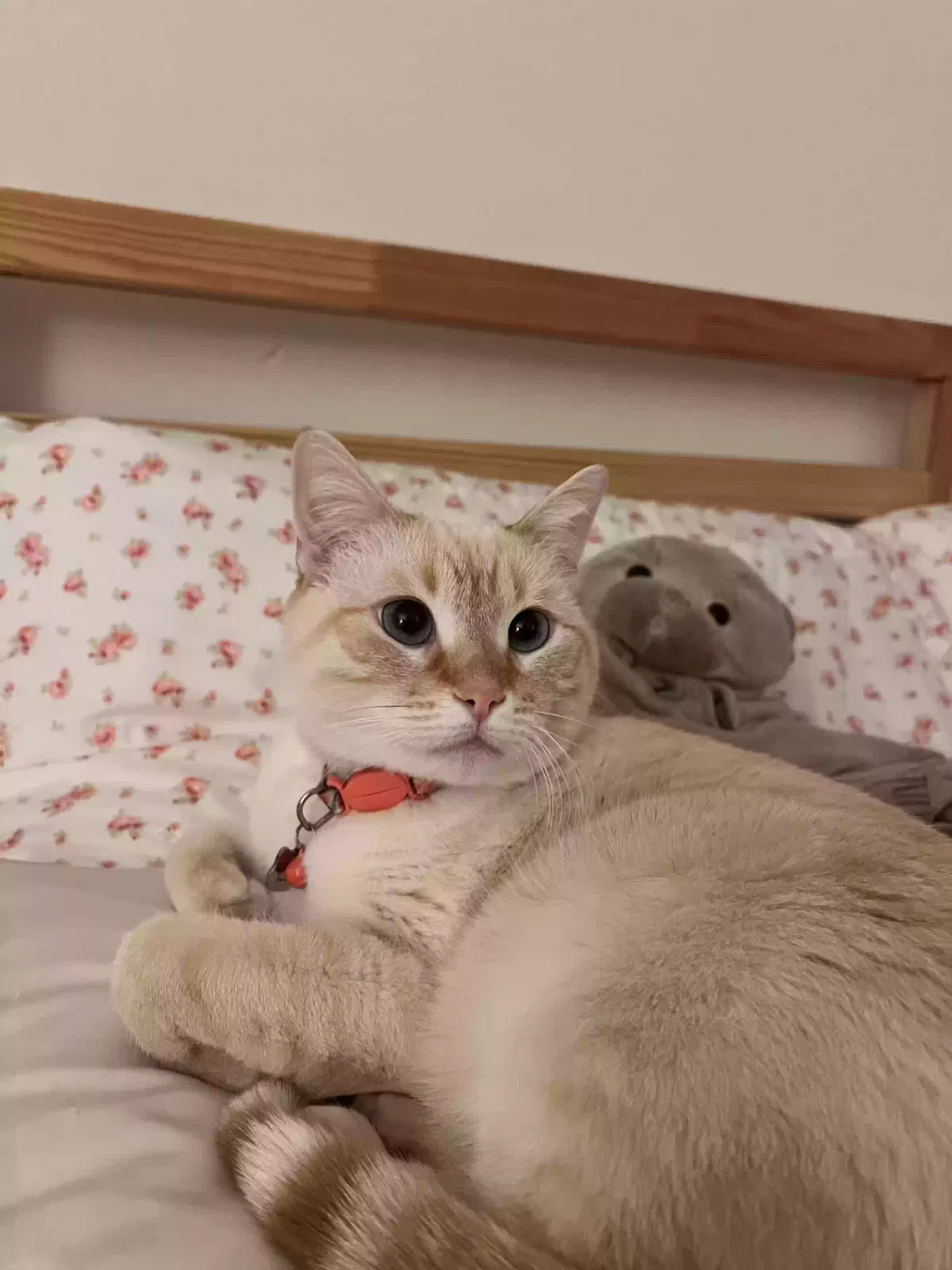 Lost cat in Irvine, CA, 92612