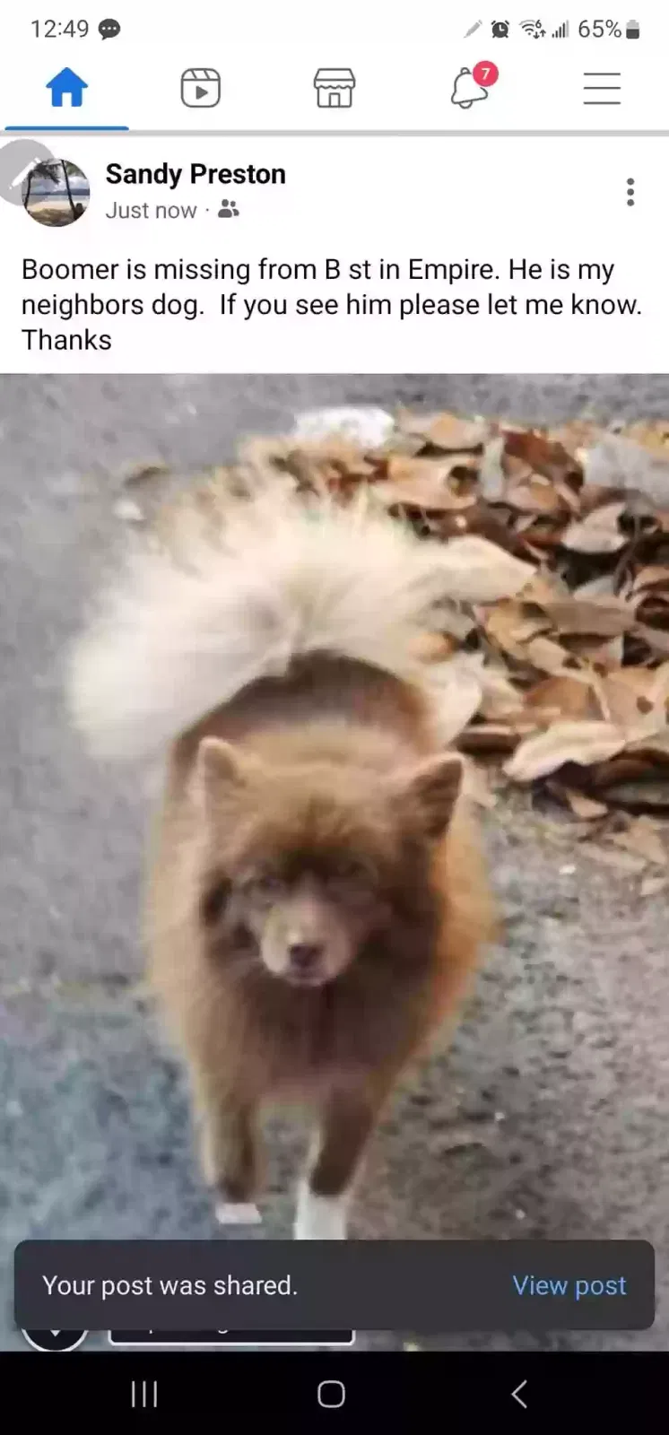 Lost dog in Modesto, CA, 95351