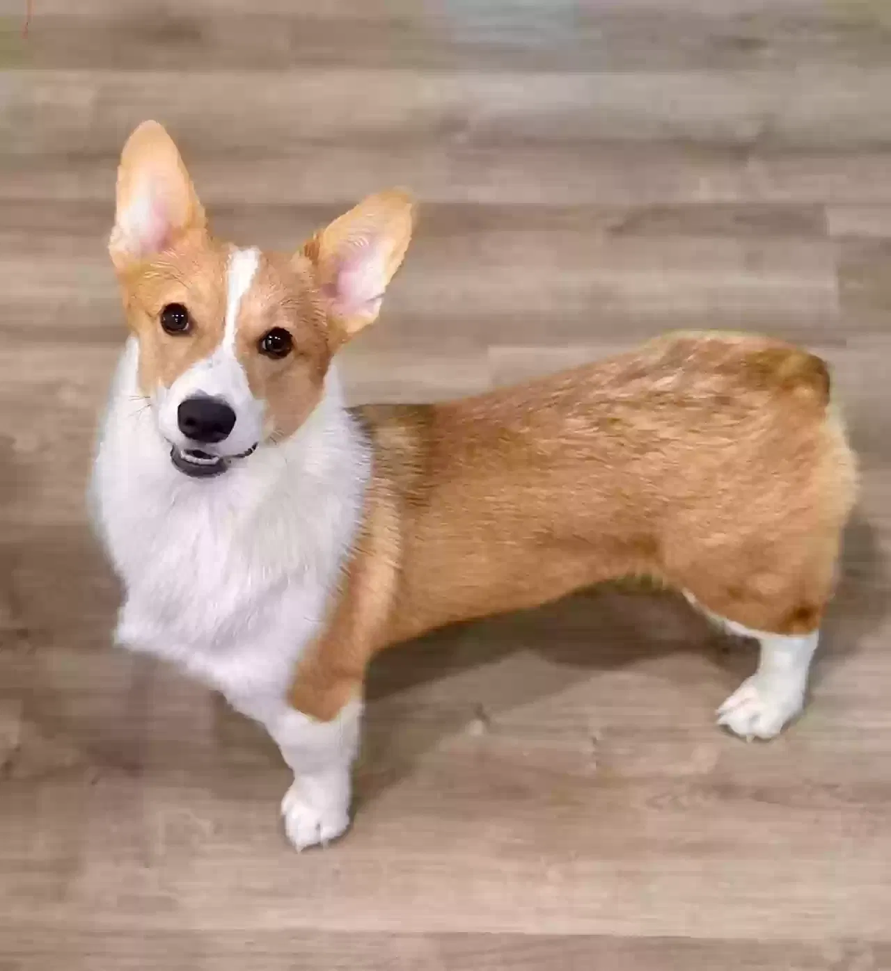 Lost dog in Clermont, FL, 34715