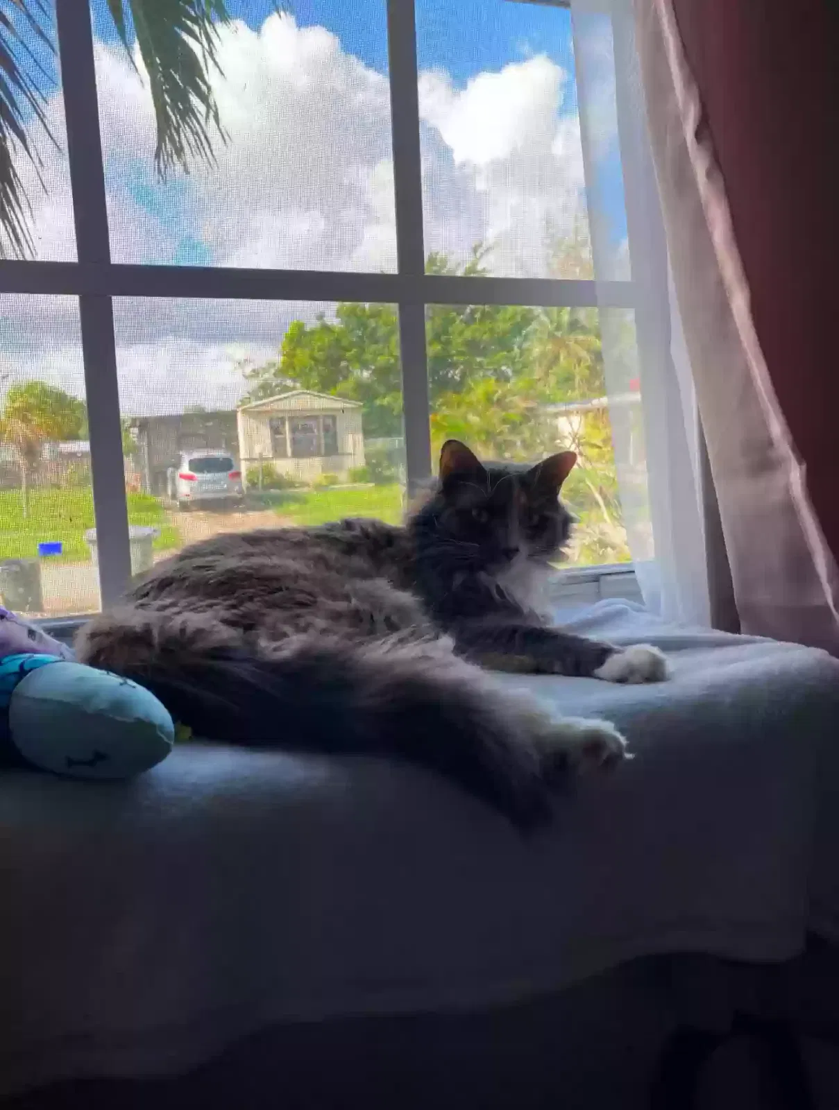 Lost cat in Fort Lauderdale, FL, 33351