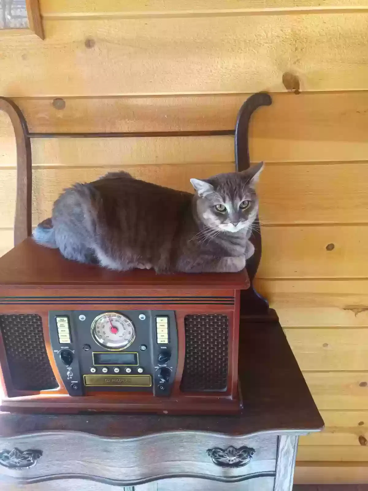 Lost cat in Mesa, AZ, 85210
