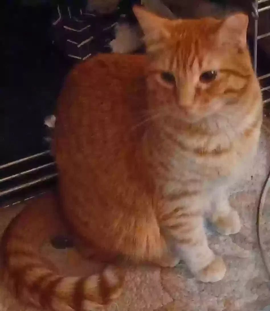 Lost cat in Kansas City, MO, 64111