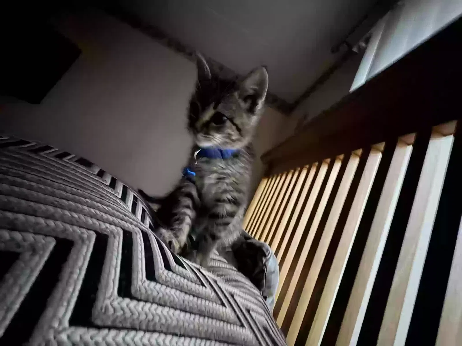 Lost cat in Bridgeview, IL, 60455