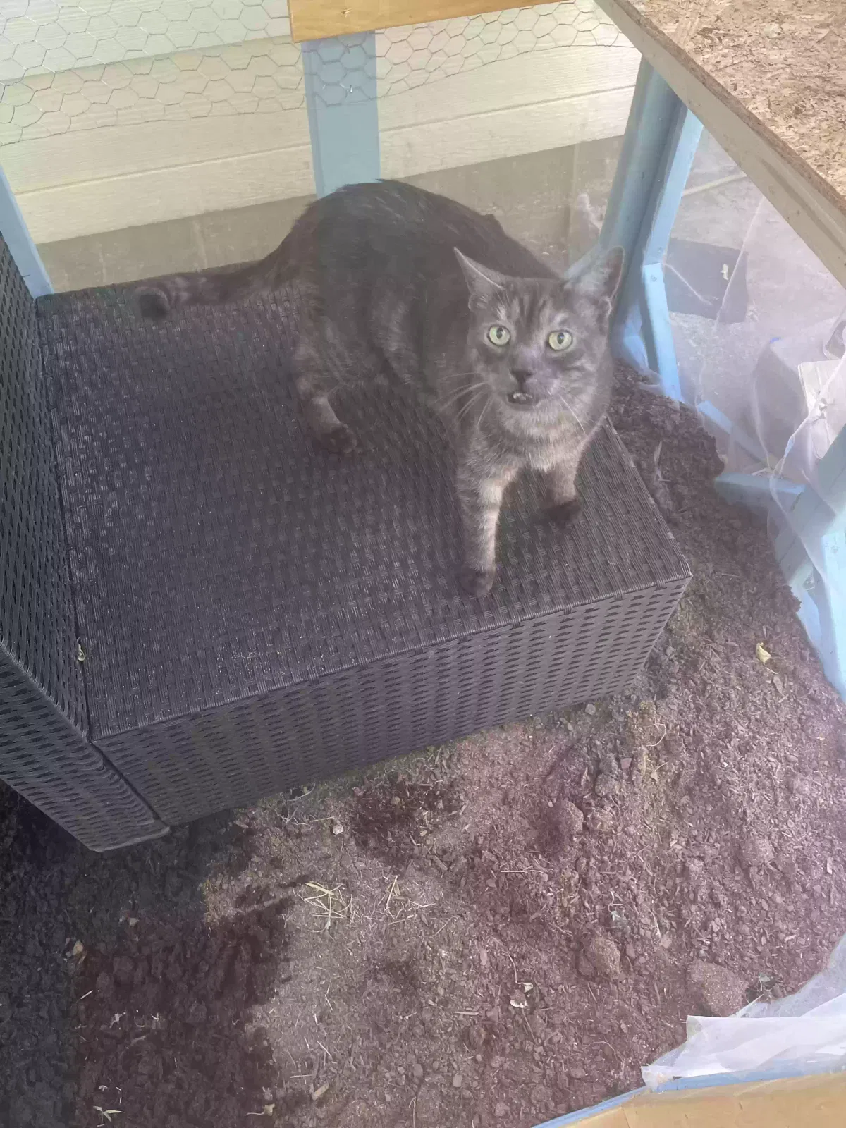Lost cat in Belton, TX, 76513