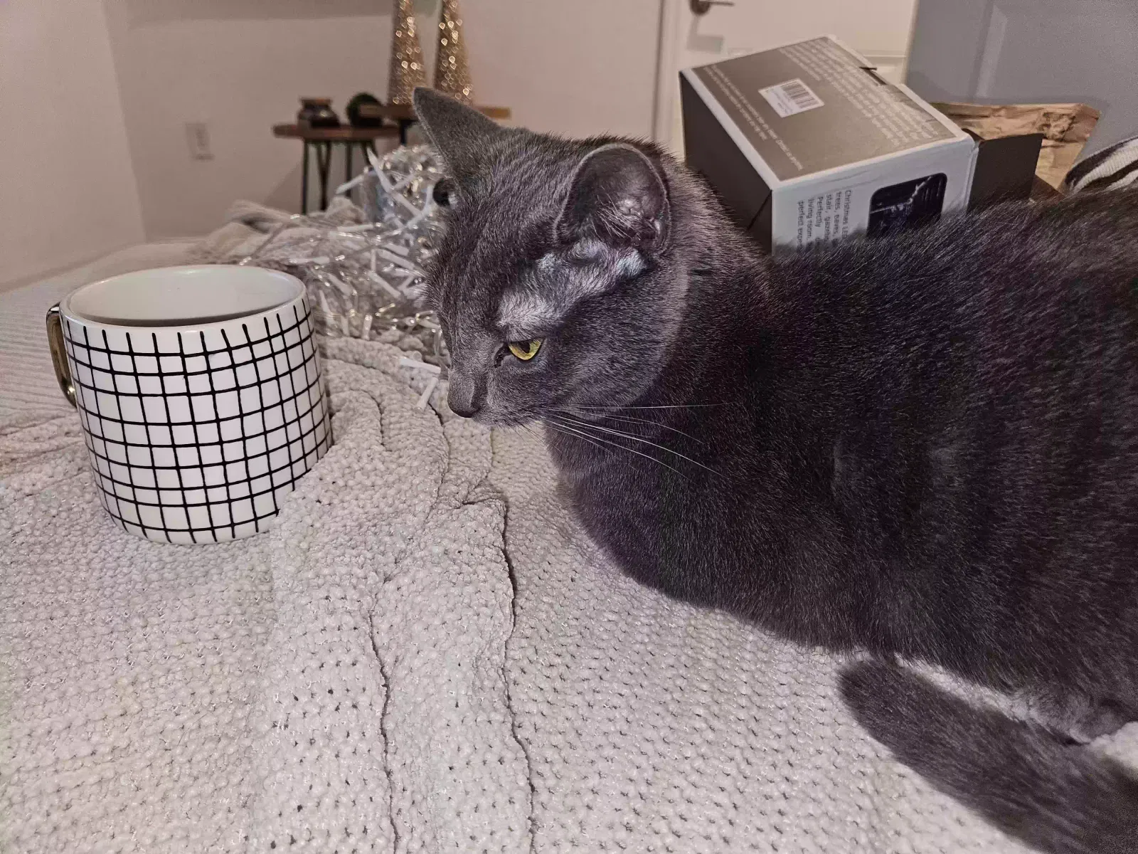 Lost cat in Homestead, FL, 33035