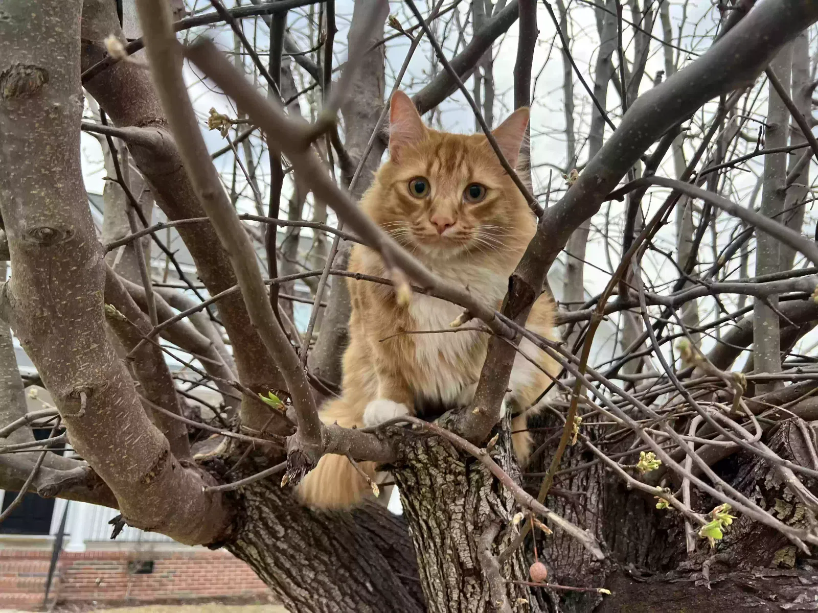 Lost cat in Fayetteville, NC, 28304