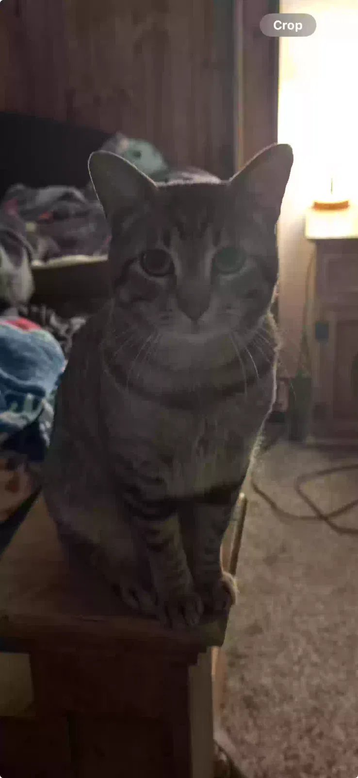 Lost cat in Fort Worth, TX, 76118