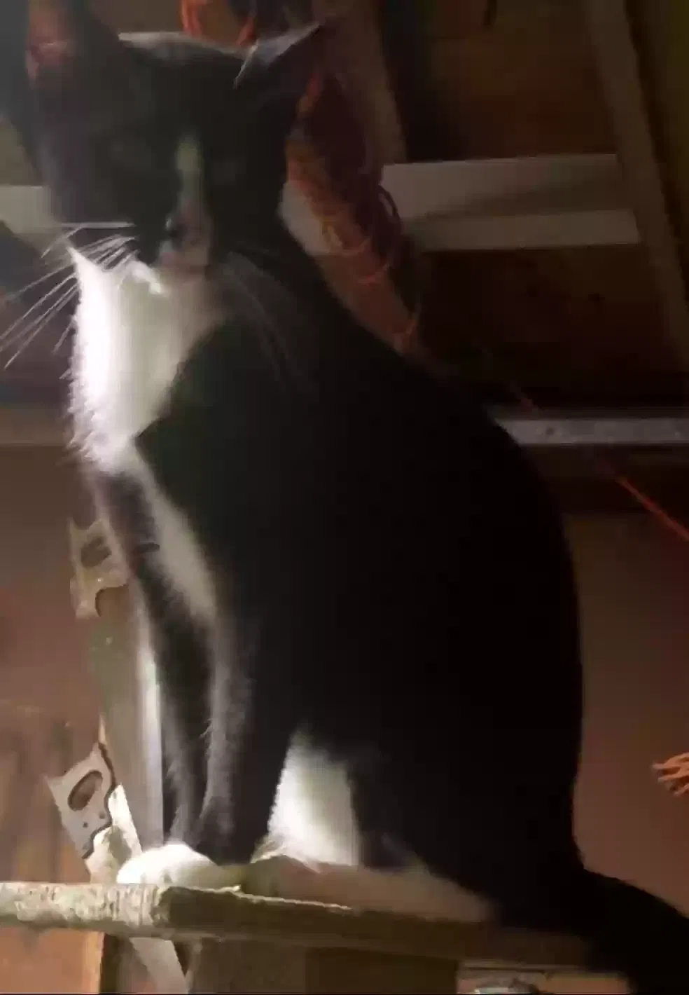 Lost cat in Paducah, KY, 42001