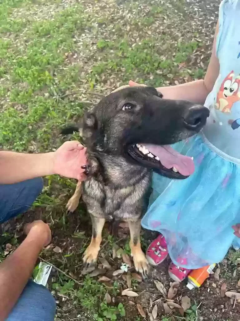 Lost dog in San Antonio, TX, 78239
