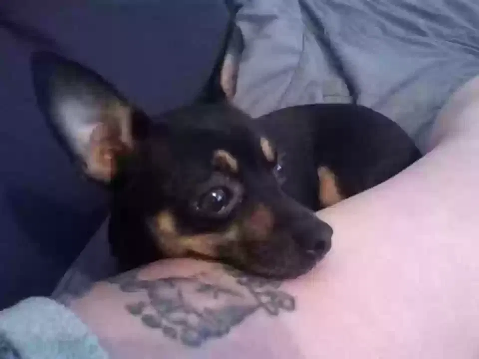 Lost dog in Oklahoma City, OK, 73160