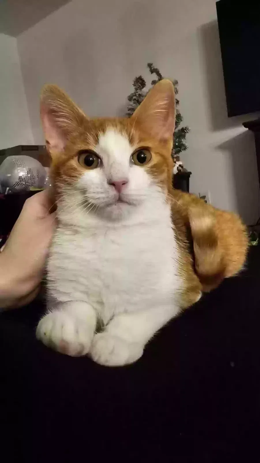 Lost cat in Melbourne, FL, 32901