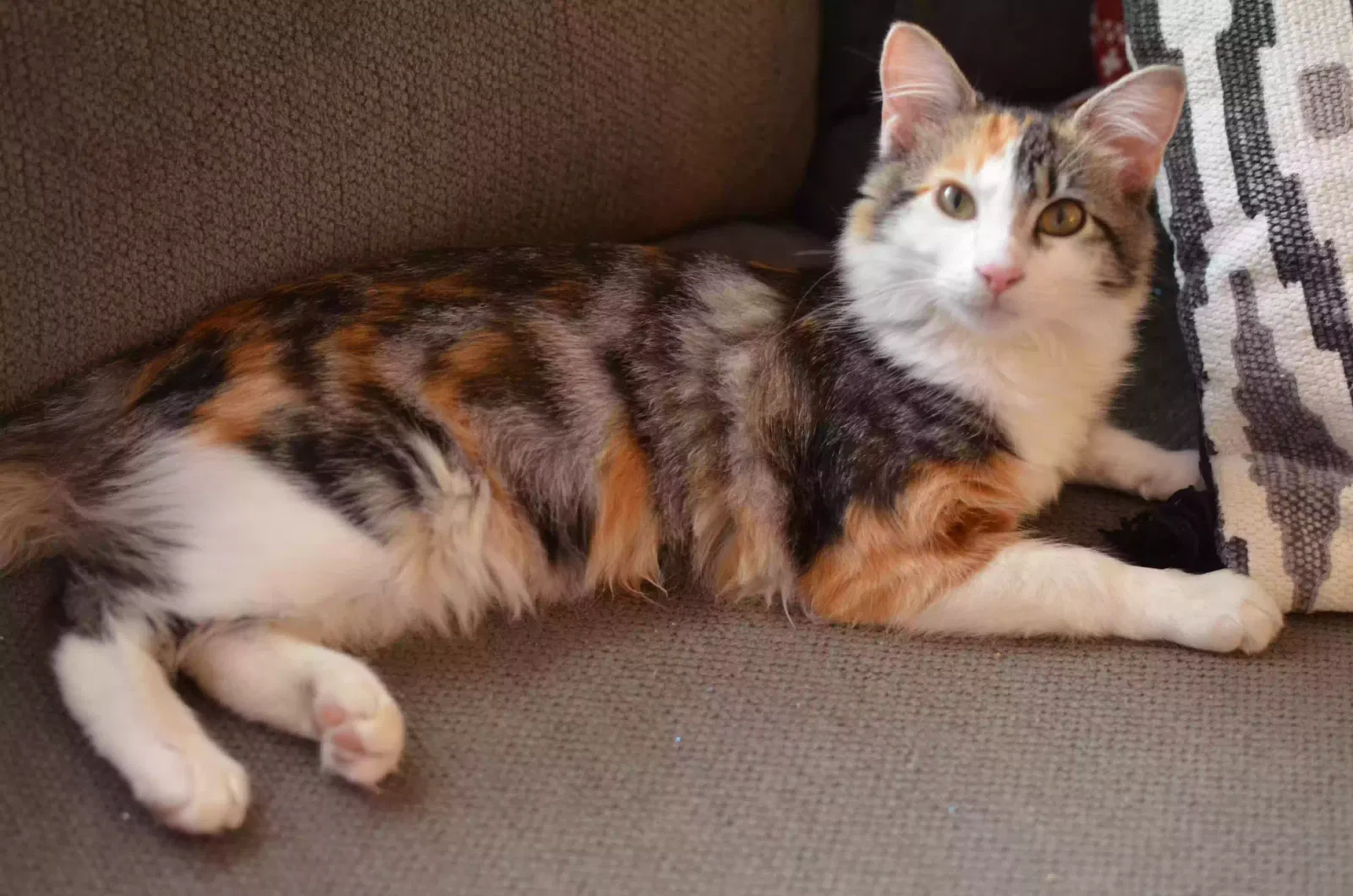 Lost cat in Augusta, GA, 30907