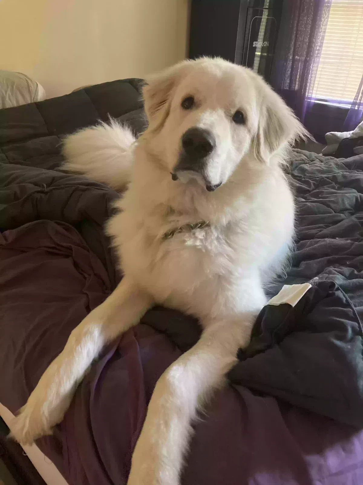 Lost dog in Ruther Glen, VA, 22546