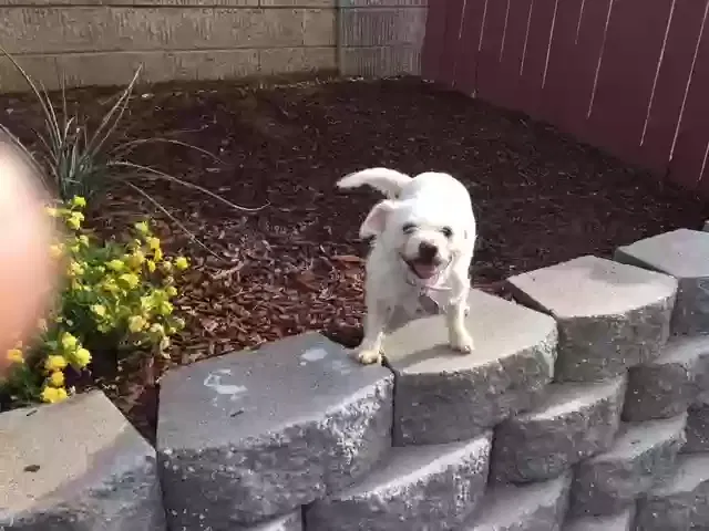 Lost dog in Sneads, FL, 32460