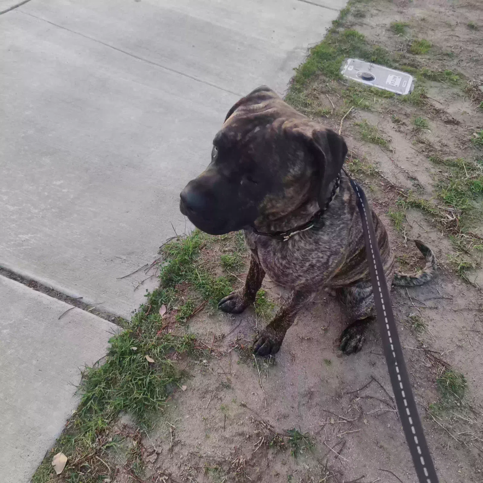 Lost dog in Rialto, CA, 92377