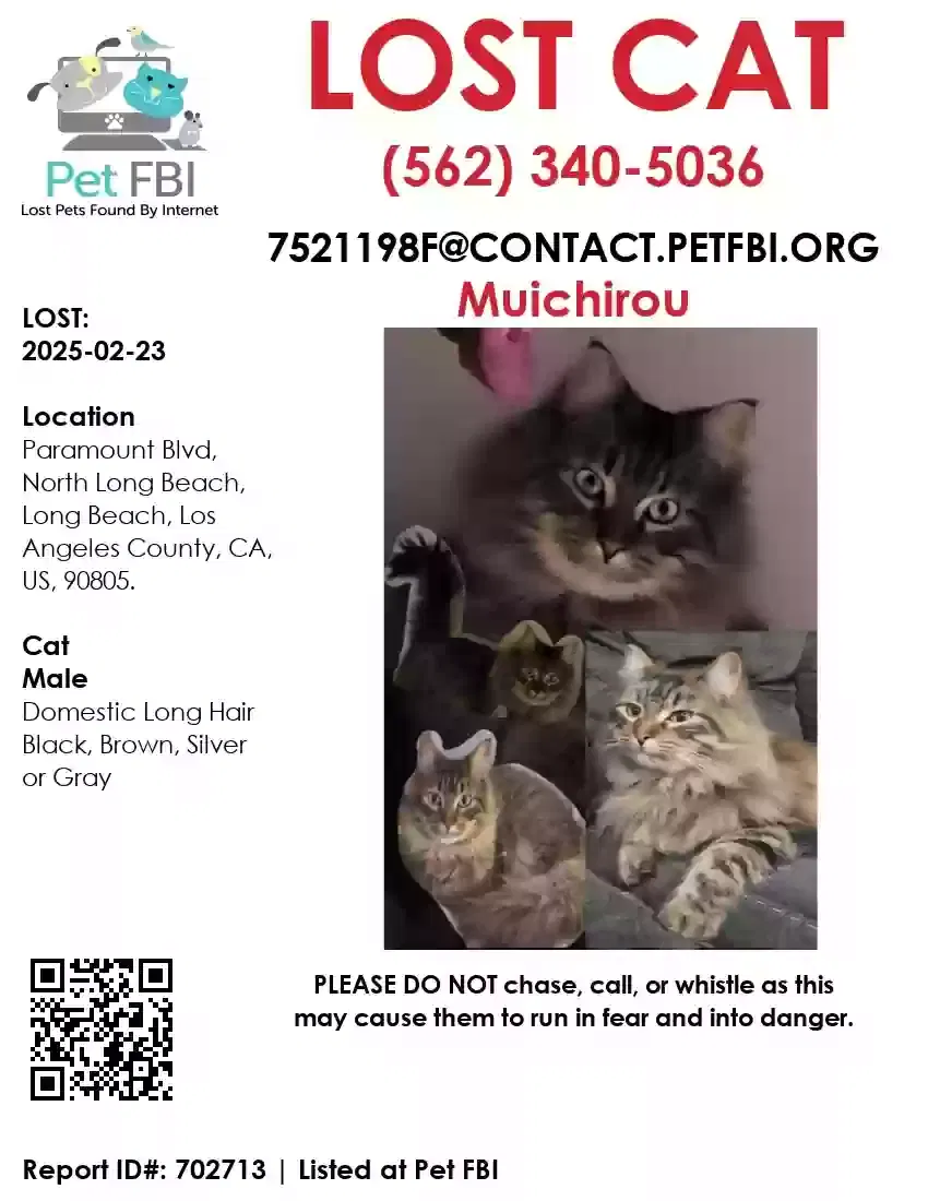 Lost cat in Long Beach, CA, 90805