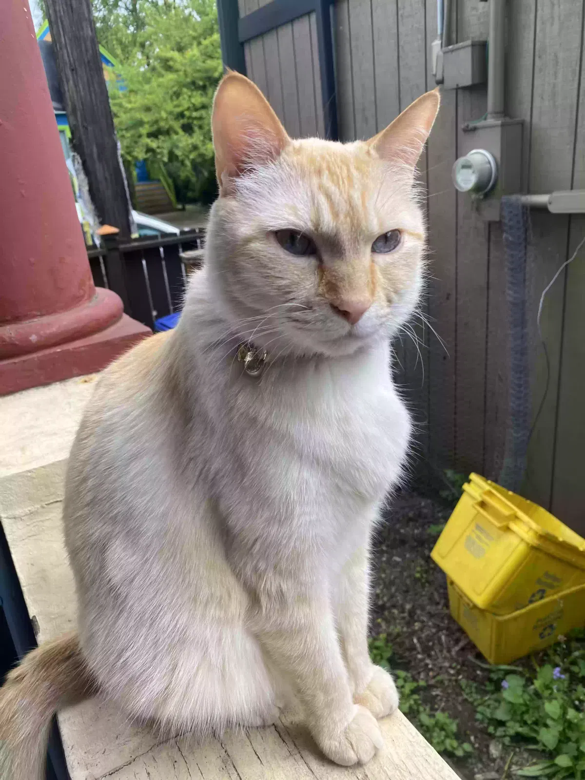 Lost cat in Portland, OR, 97214