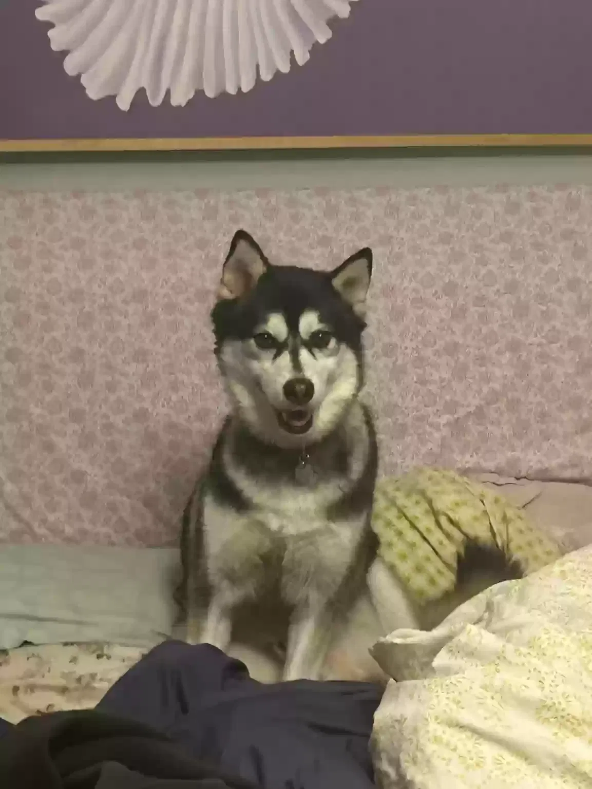 Lost dog in Los Angeles, CA, 90018