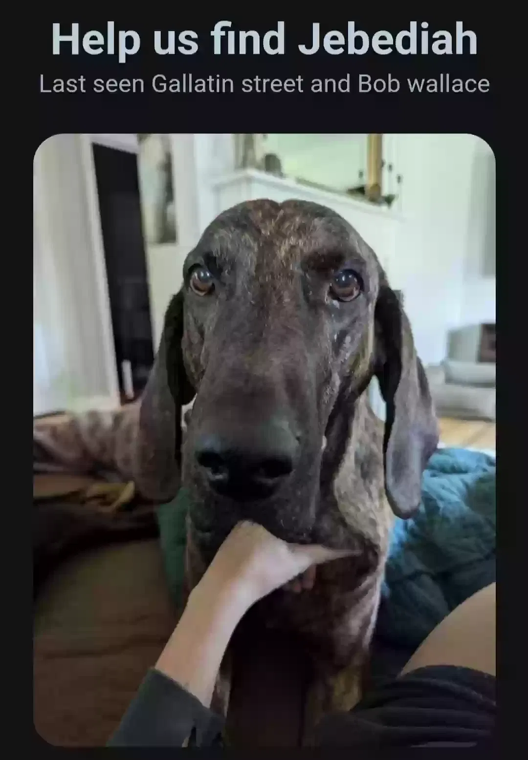 Lost dog in Huntsville, AL, 35801