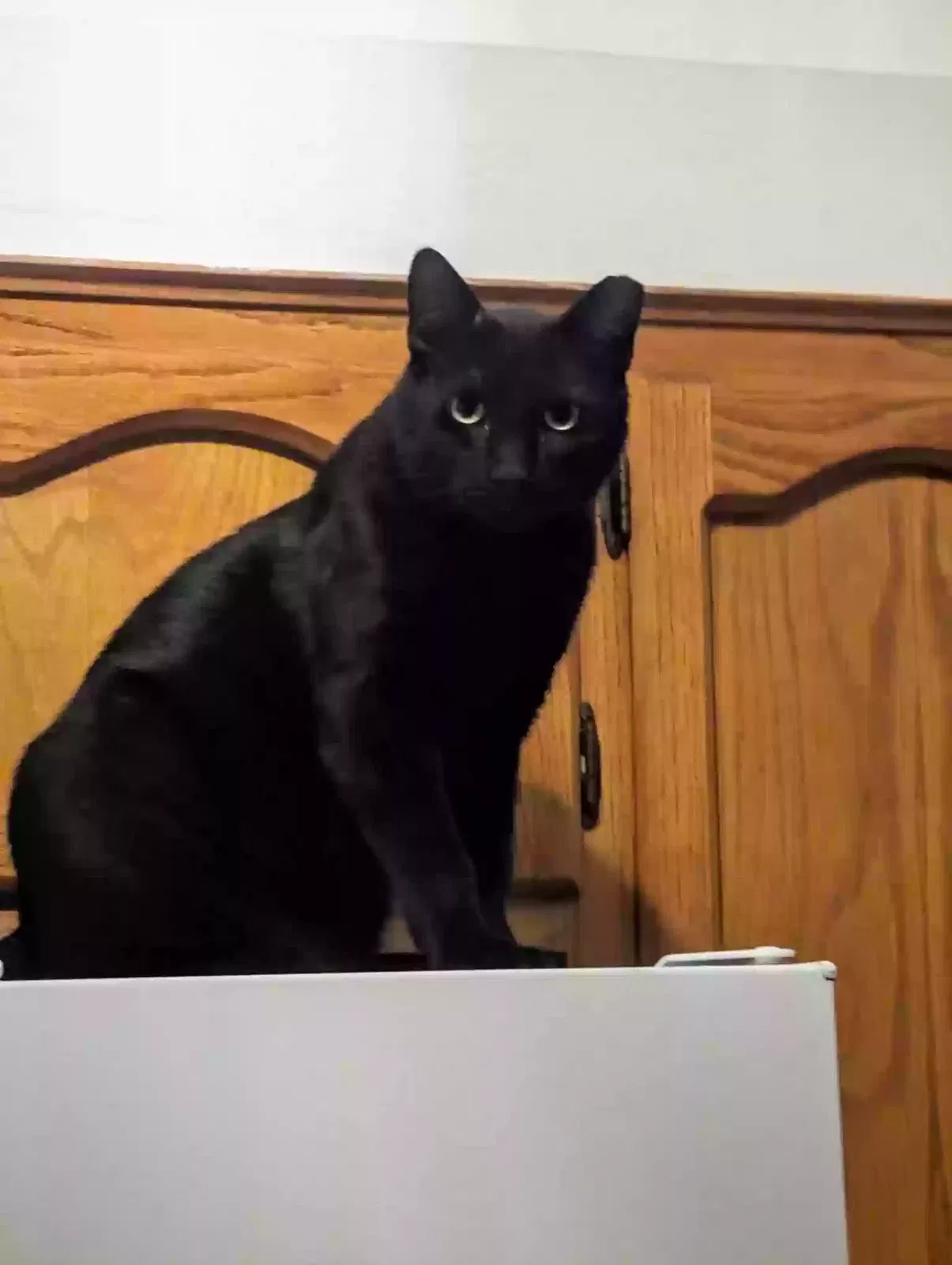 Lost cat in Albuquerque, NM, 87112