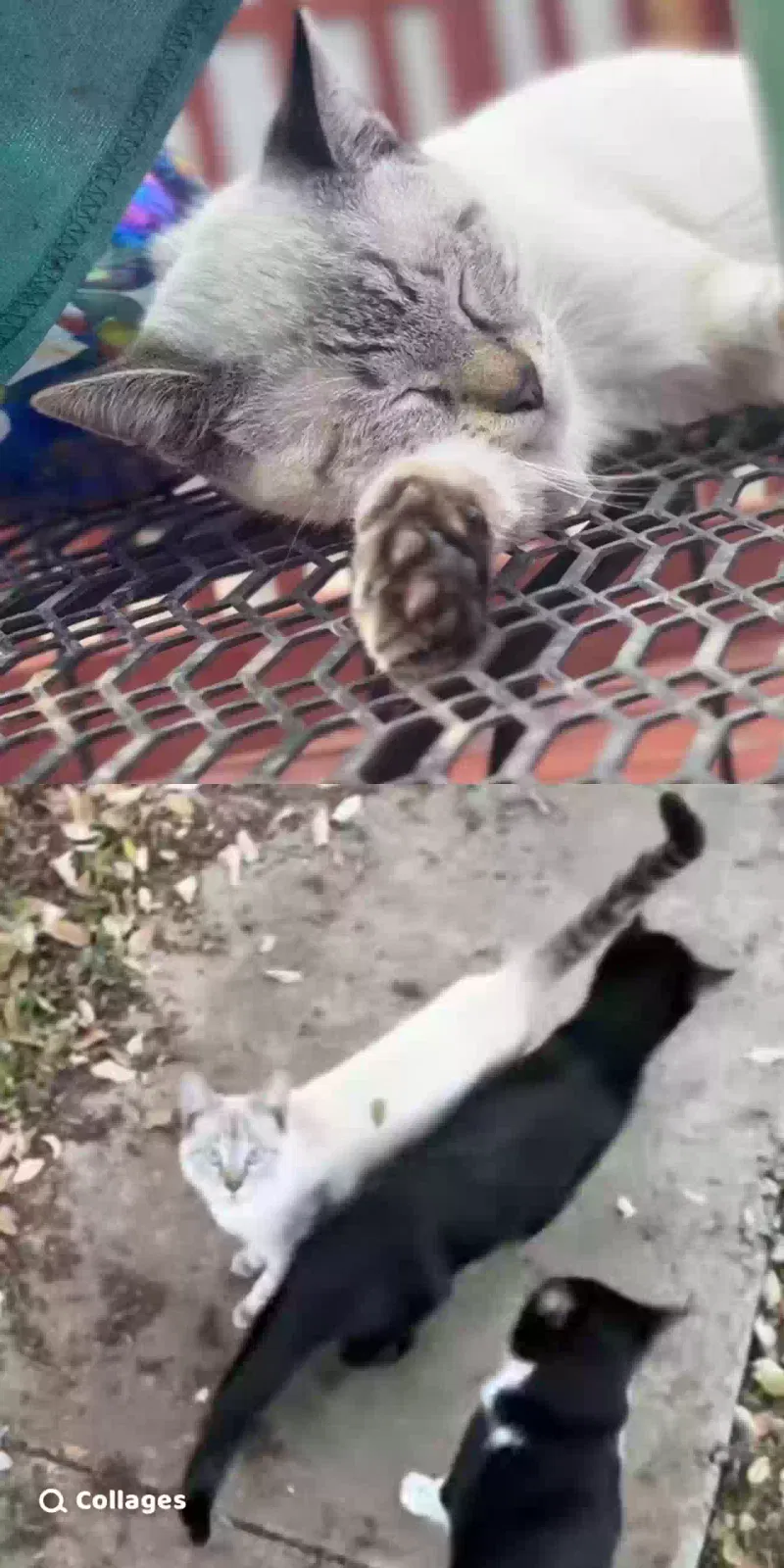 Lost cat in San Antonio, TX, 78232