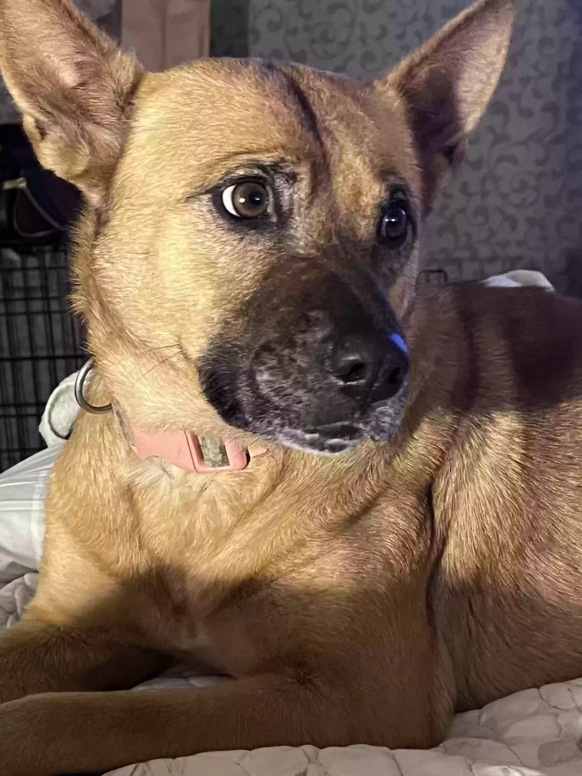Lost dog in Carlsbad, CA, 92008