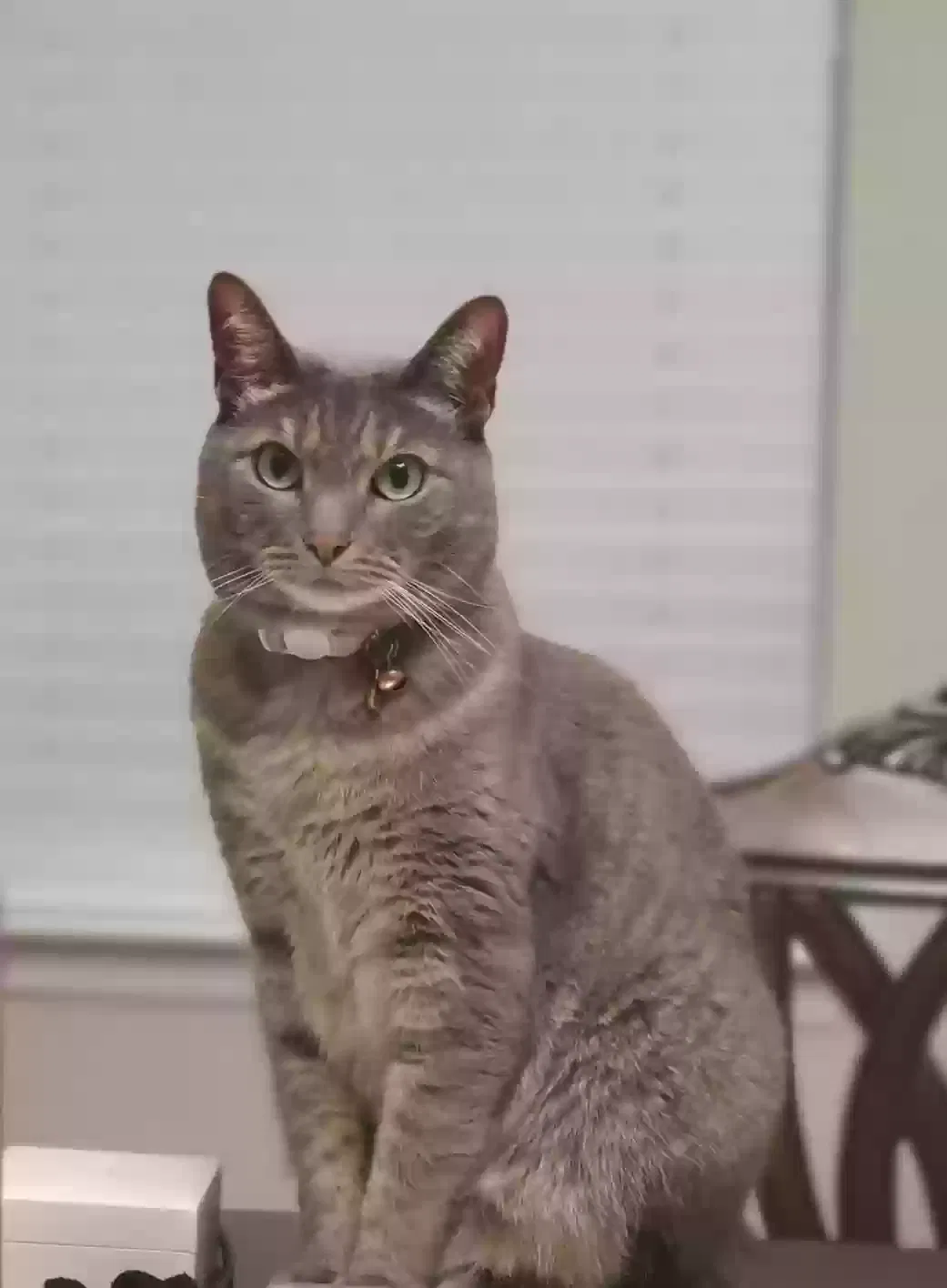 Lost cat in Clermont, FL, 34715